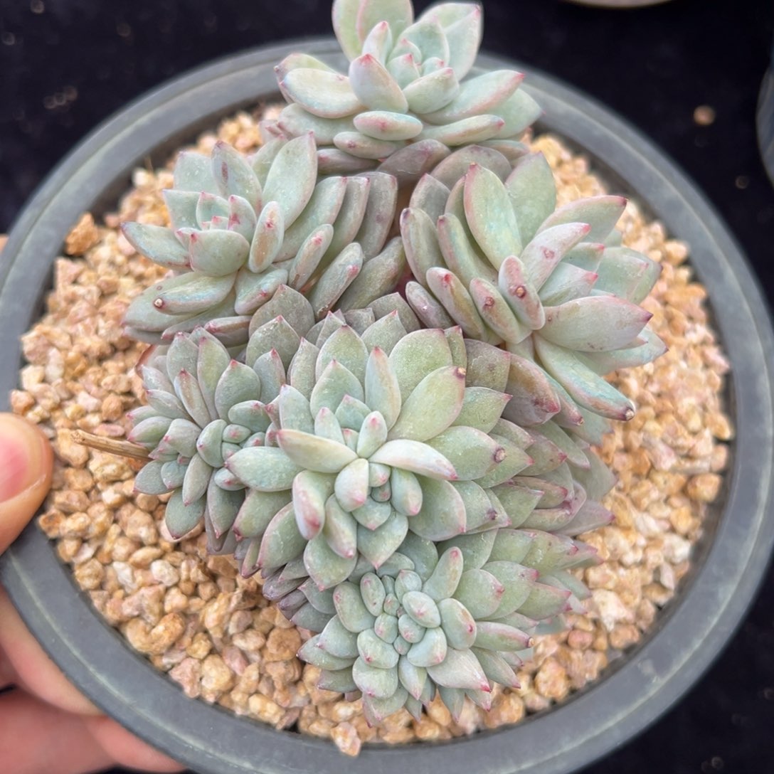 新年快乐 新年快乐