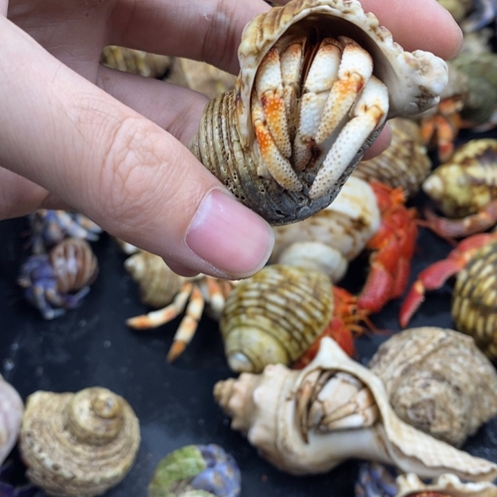 2.5口毛里求斯草莓