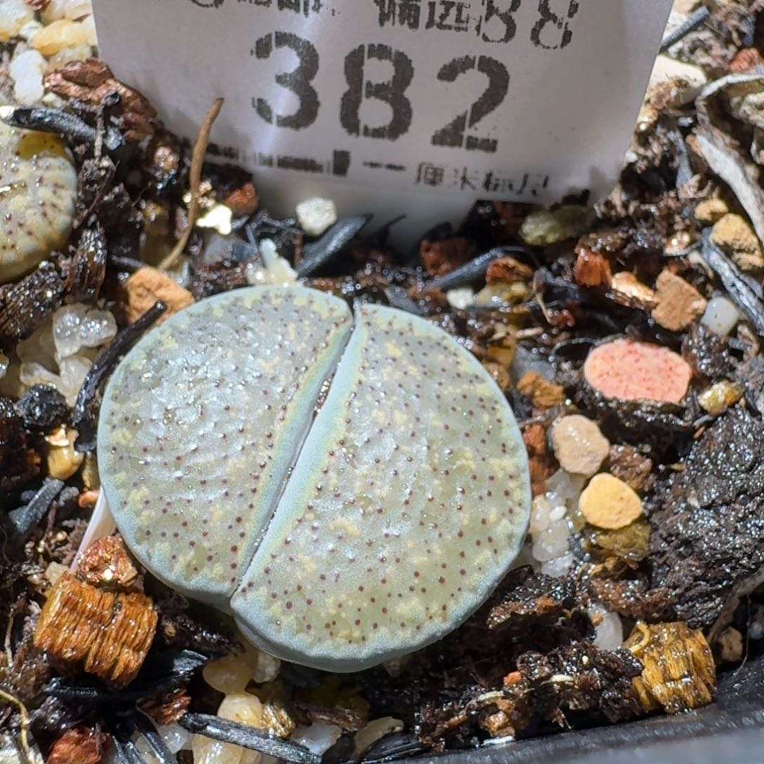 Sss精品便宜出382蓝色