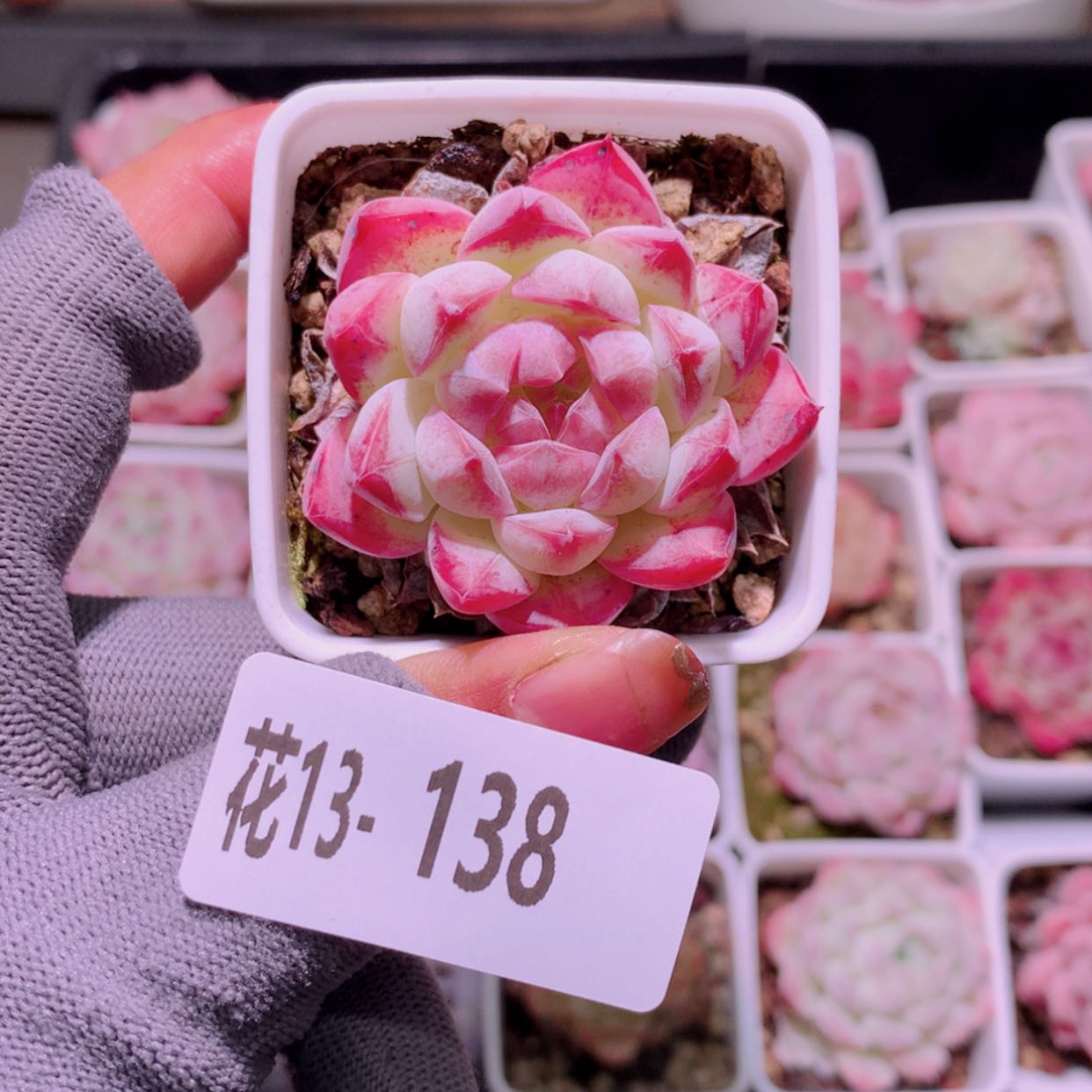 【闪购商品】花13-138画扇