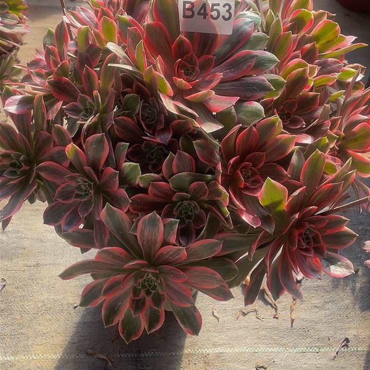 多肉法师453号浣纱不包损