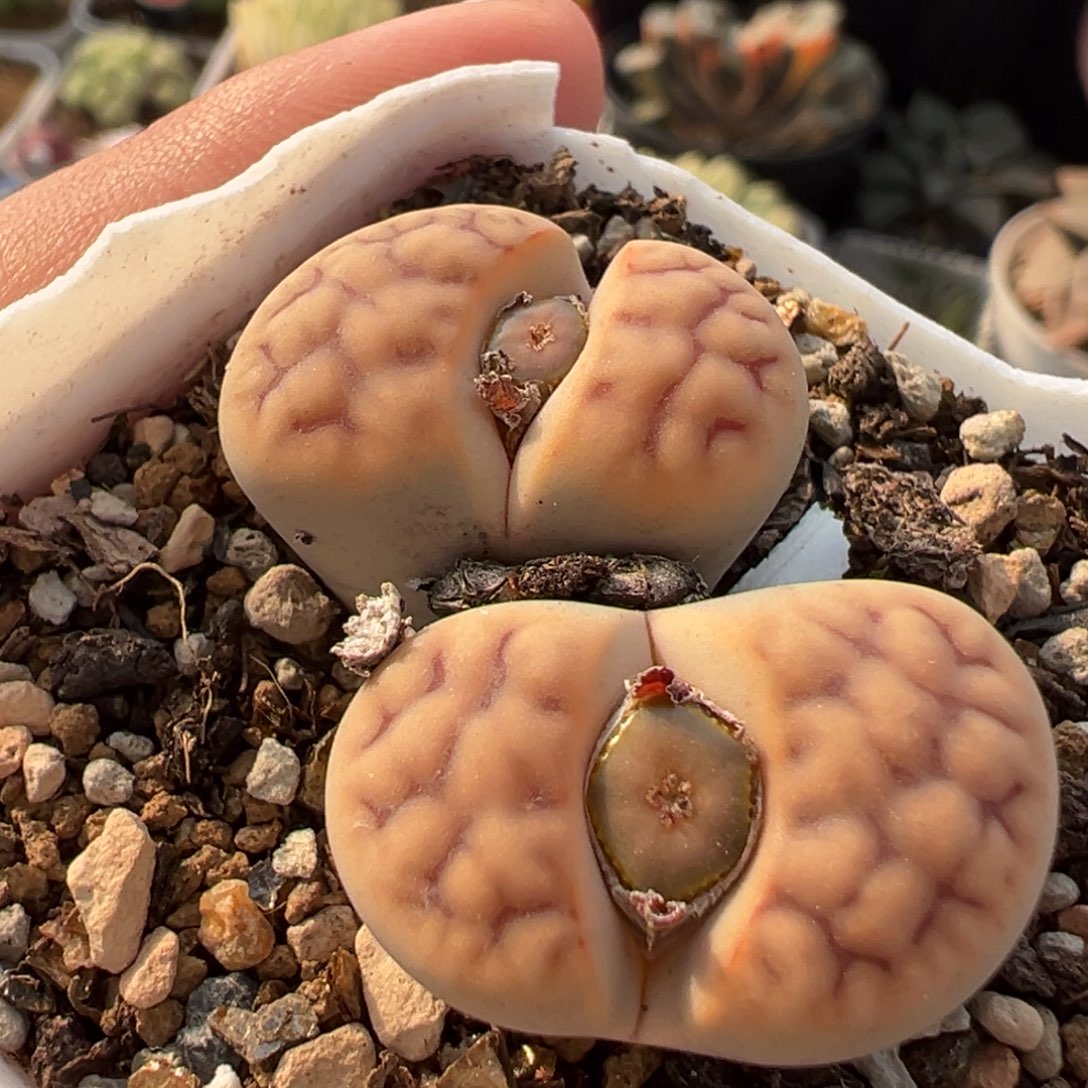 085多肉植物种类多样