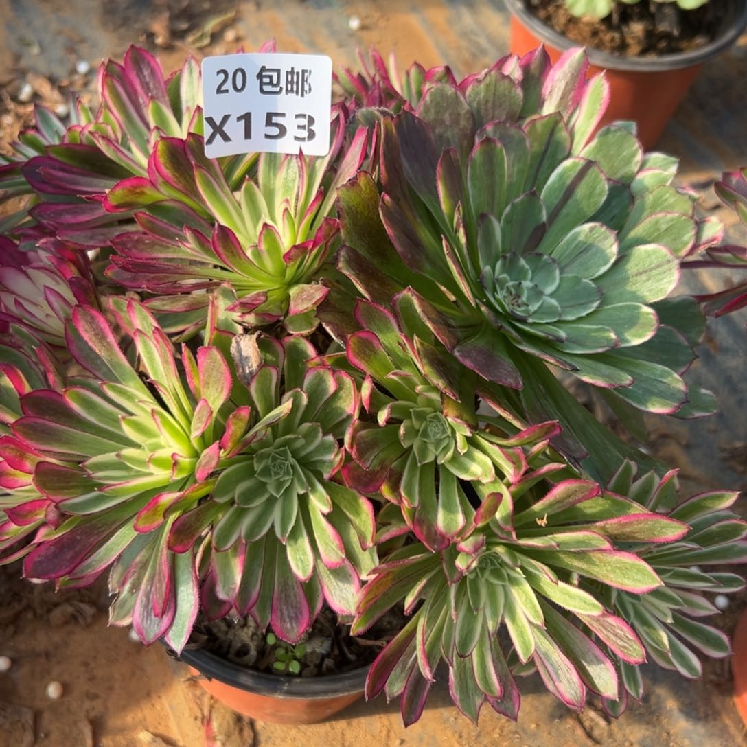 杨***活153仙墨，满20包邮嘟叮熊
