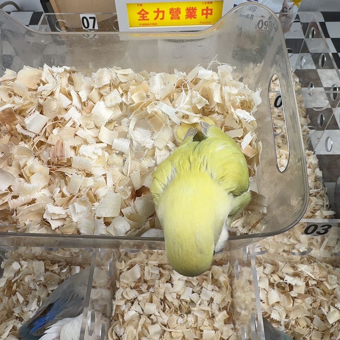 桃脸牡丹鹦鹉苹果绿奥闪母鸟一只包邮包活，东北勿拍