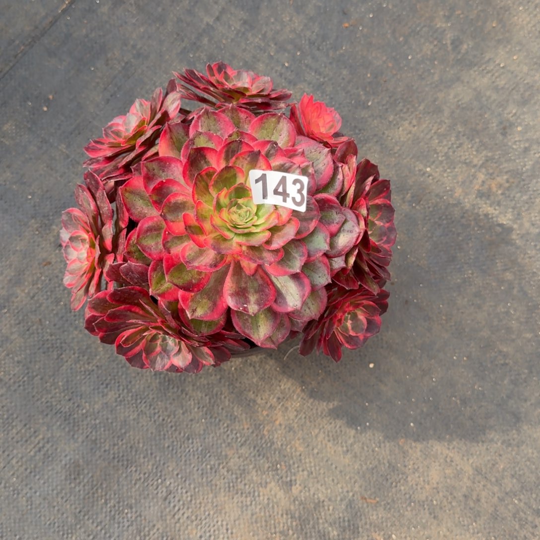 143多肉植物黑魔锦