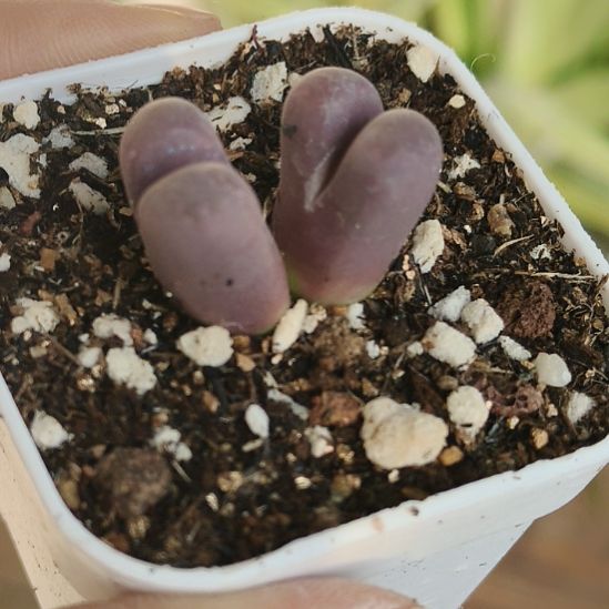 红大内双头多肉植物