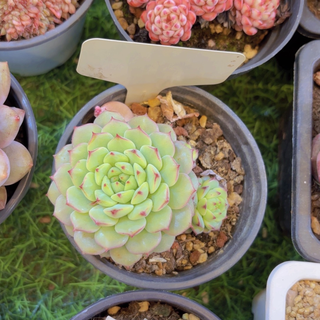 清***幽云南金致家精品多肉