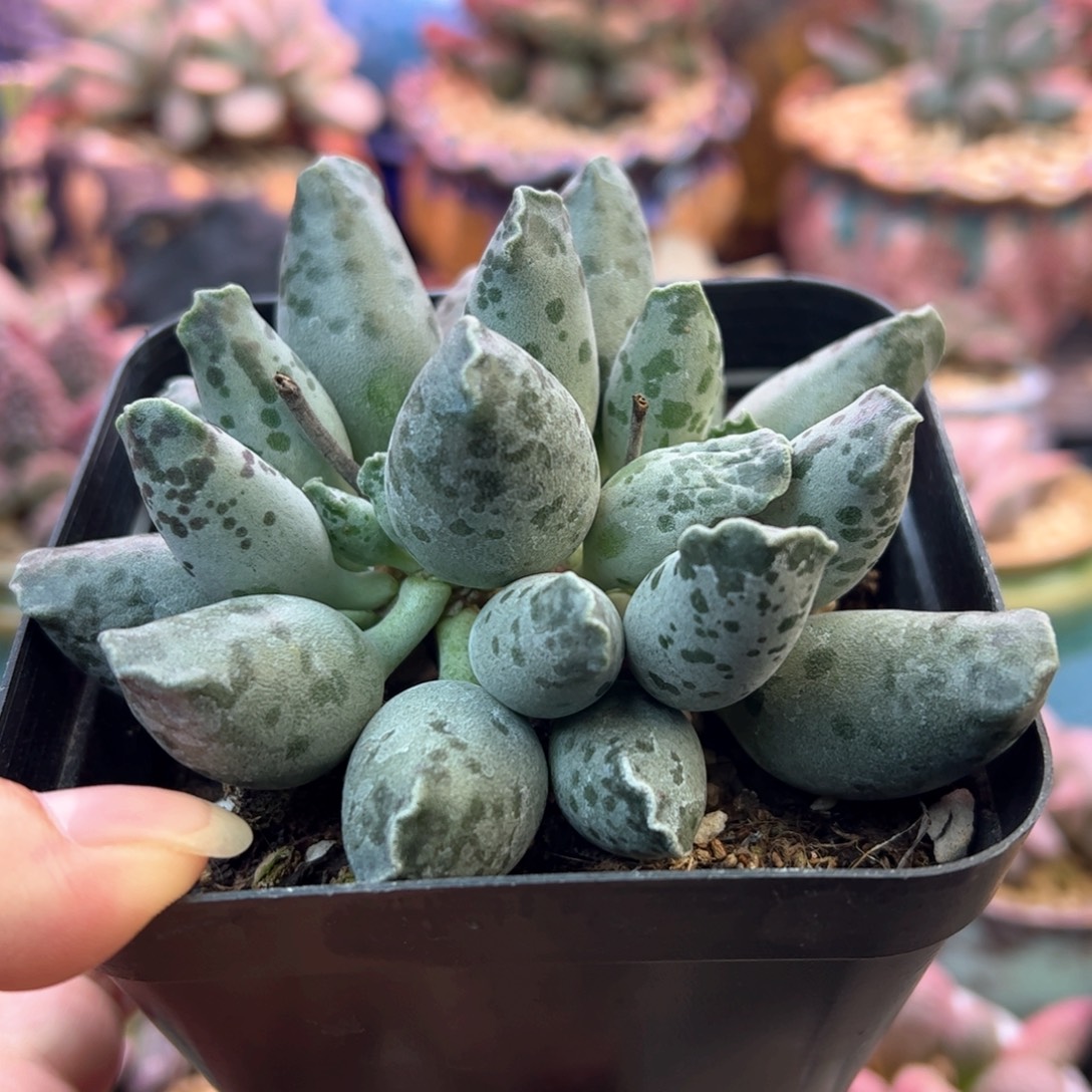 白肌海豹。             