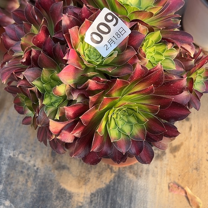 2.18-9韶华多肉植物