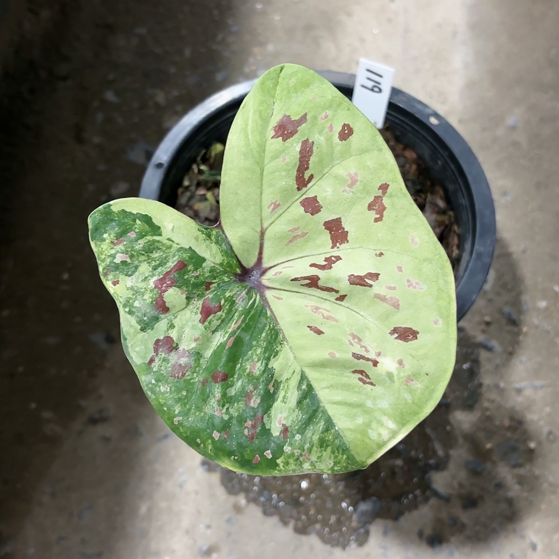 晓*，119-0119彩叶芋泰国发货