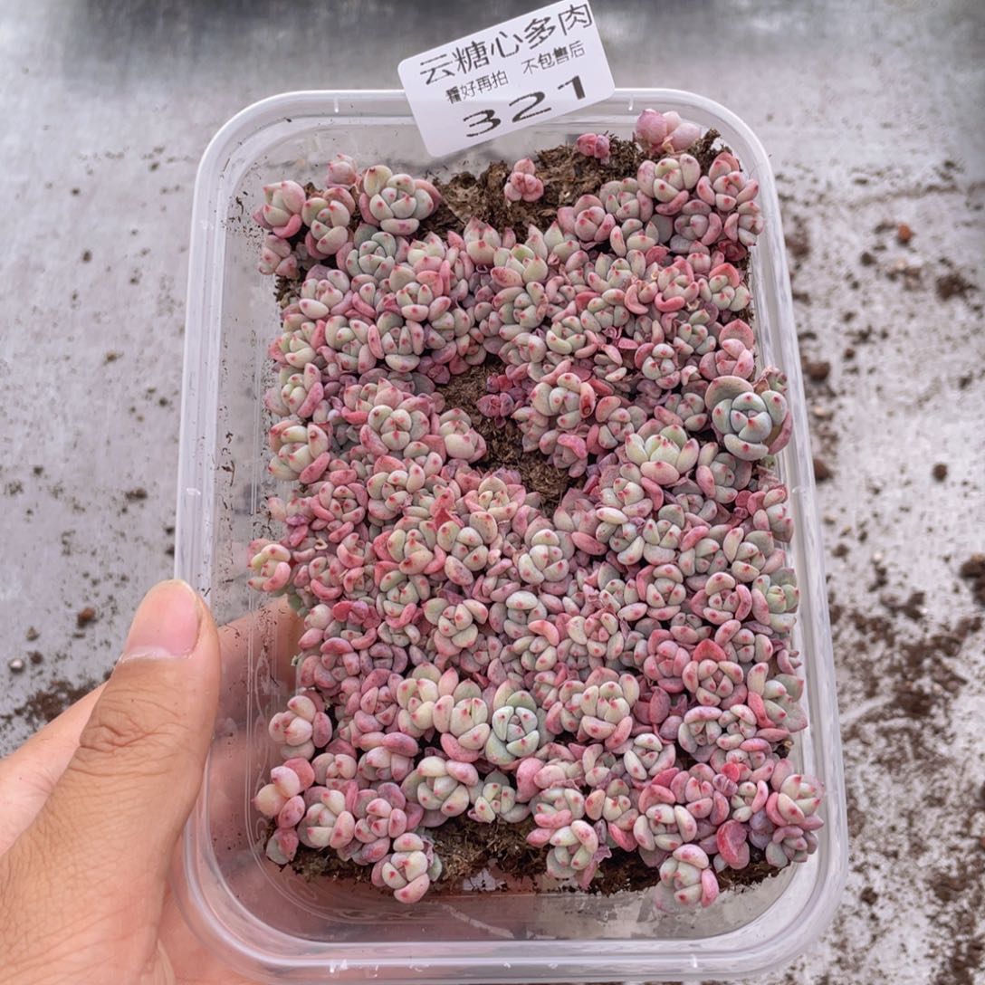 云糖心多肉植物321