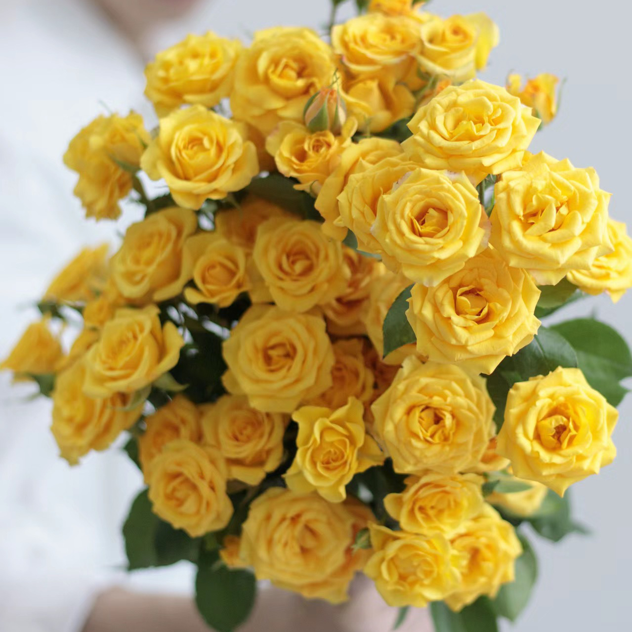 氧花季 梦幻芭比多头玫瑰9支+1支防损 一单包邮 两单升级快递