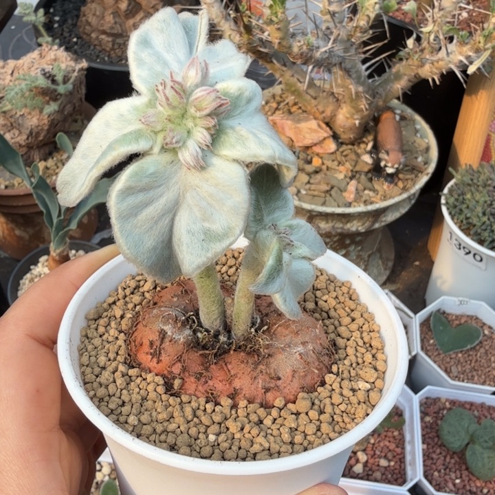 断涯女王（满28包邮）