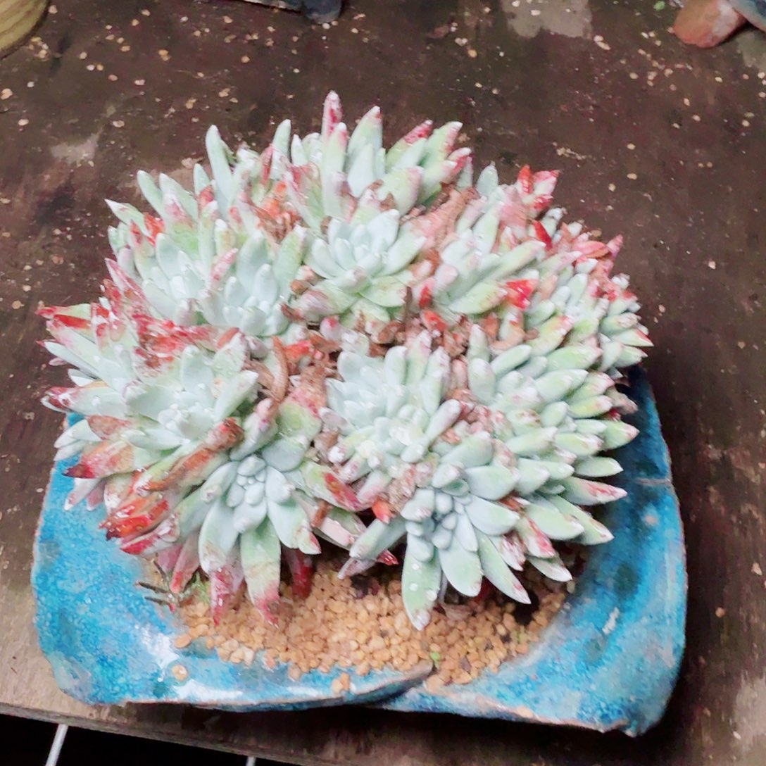 6171刘丹拇指多肉