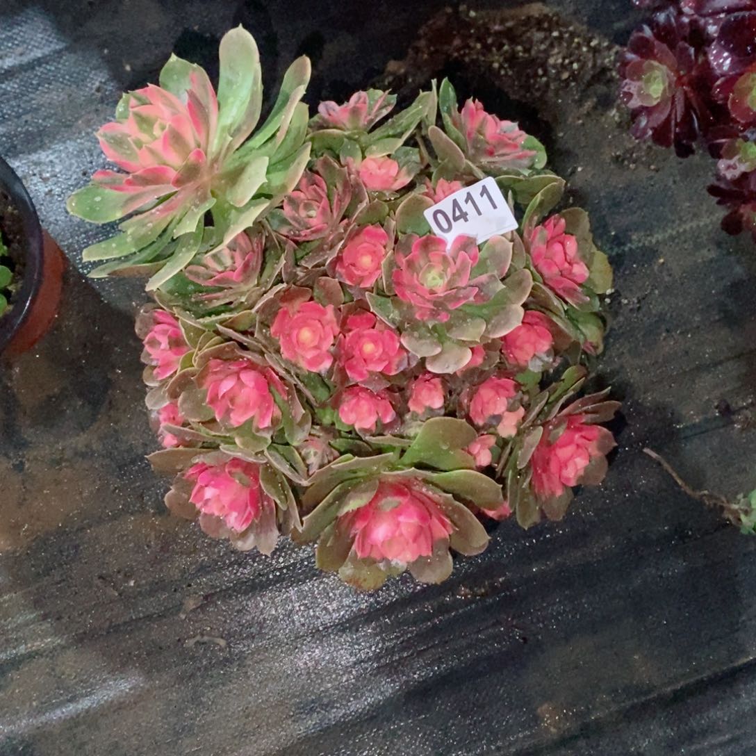 @***?香妃砍过头411多肉1111