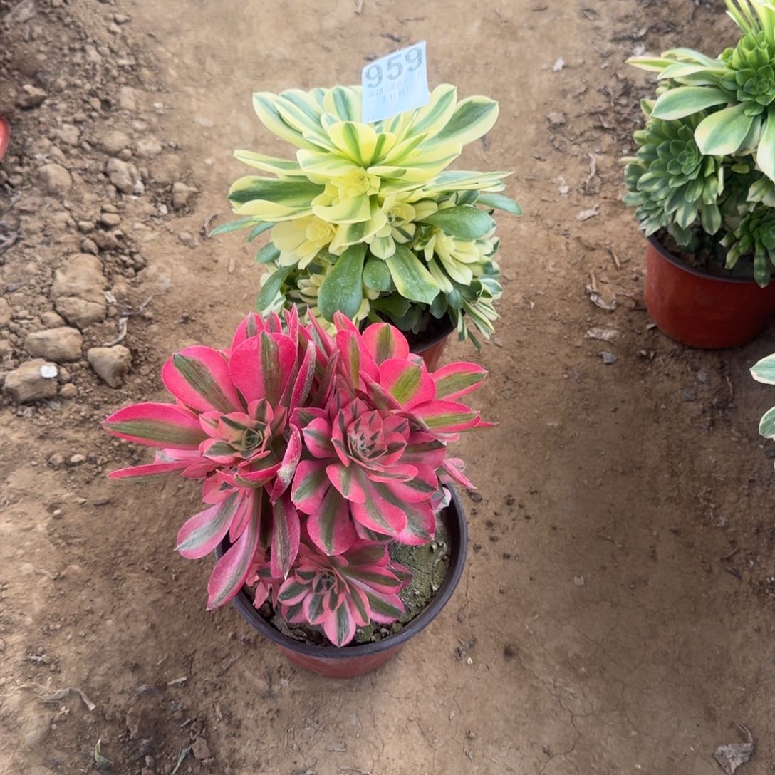 萍*?959号辛尼亚女郎母本不售后