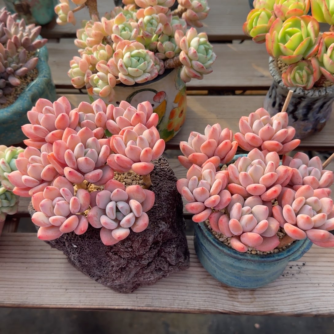 珍舞奶酪一物一拍