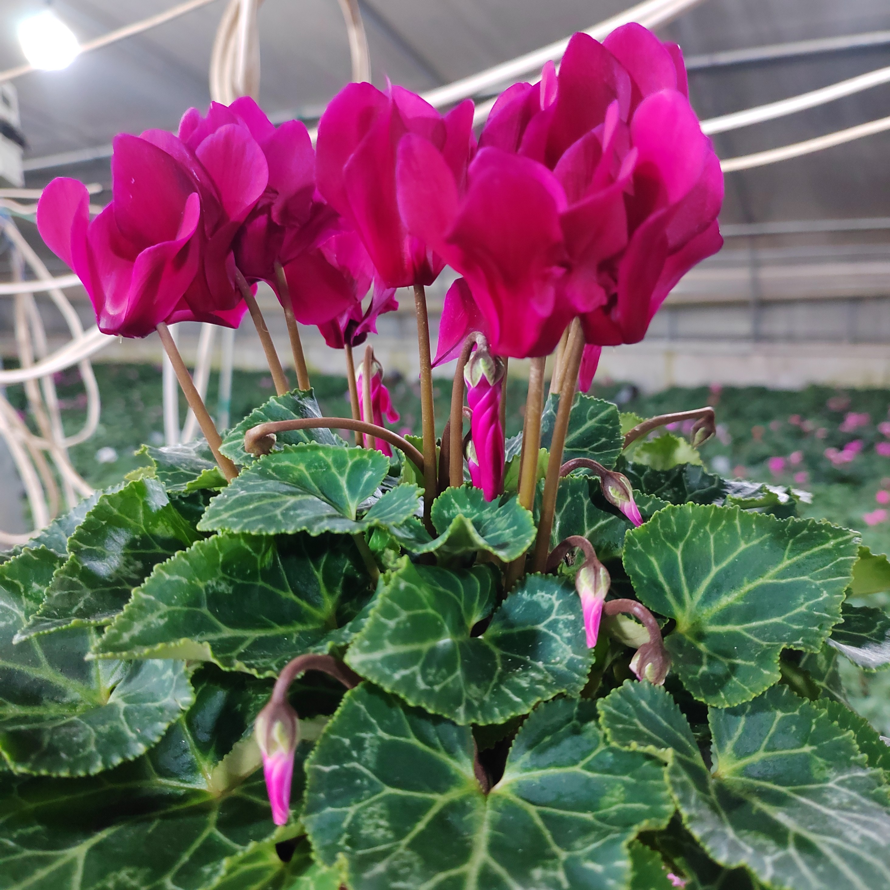 精品仙客7号大花紫霞仙子紫气东来140盆径四季好开花好养活。