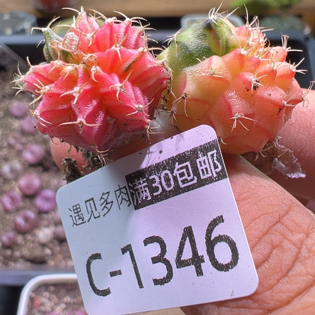 多肉植物11111111111