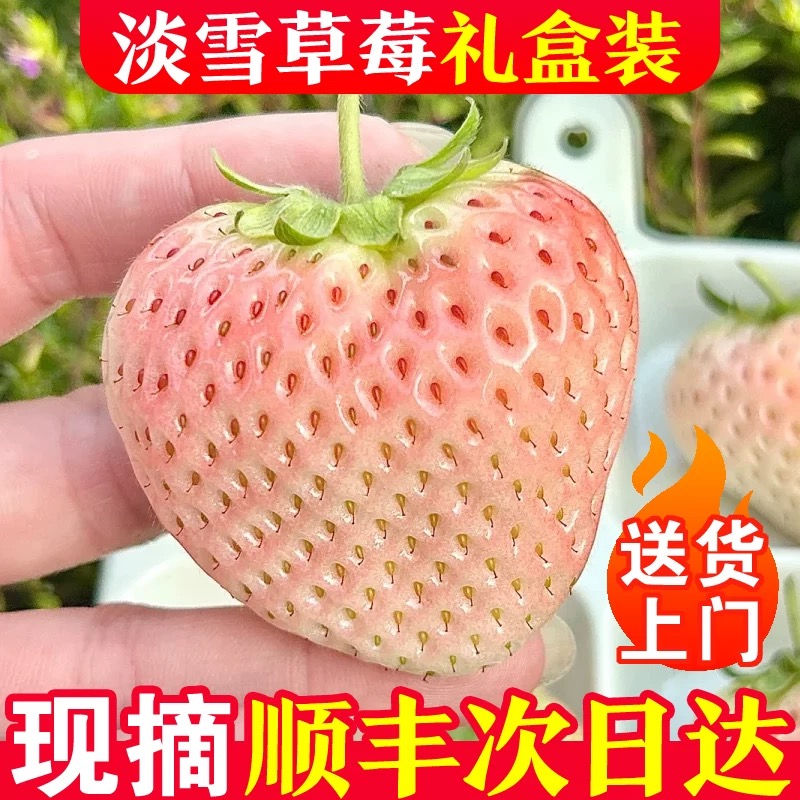【淡雪】丹东大草莓白雪公主淡雪草莓顺丰包邮爆汁清甜新鲜采摘浓郁