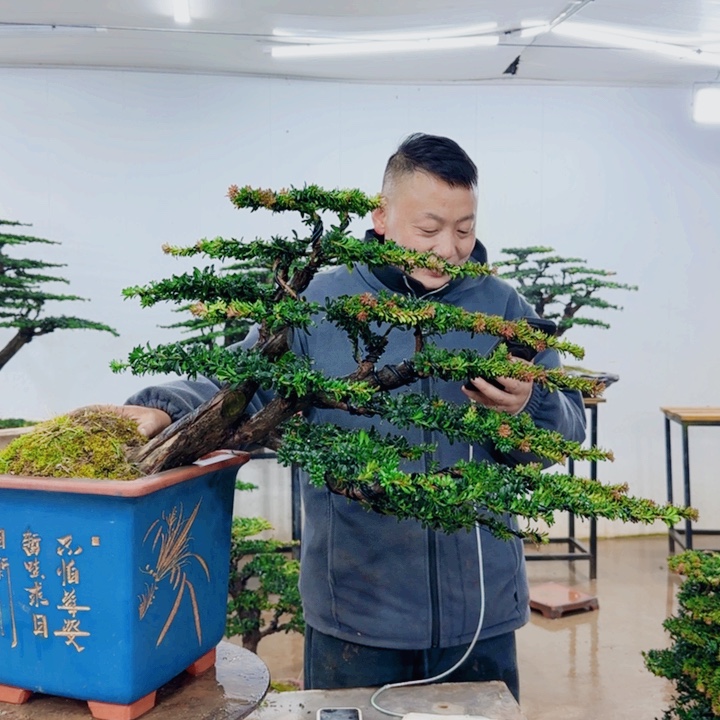 无花朵盆景园林……