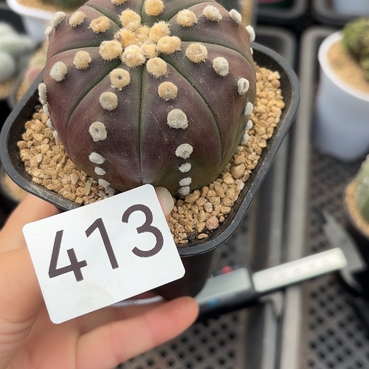 413     一物一拍