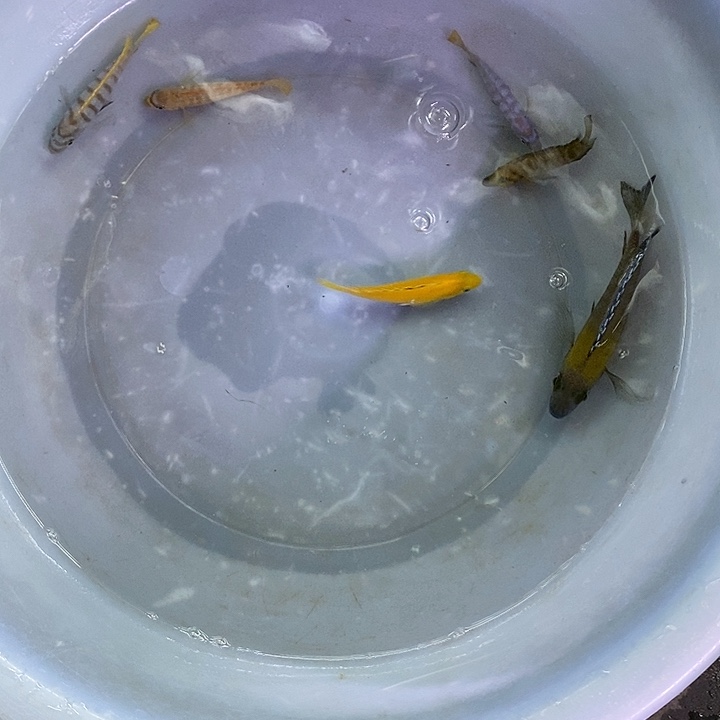 海水鱼观赏鱼观赏鱼