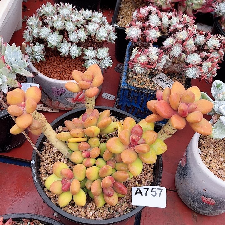 小鹿多肉一物一拍757芒果奶