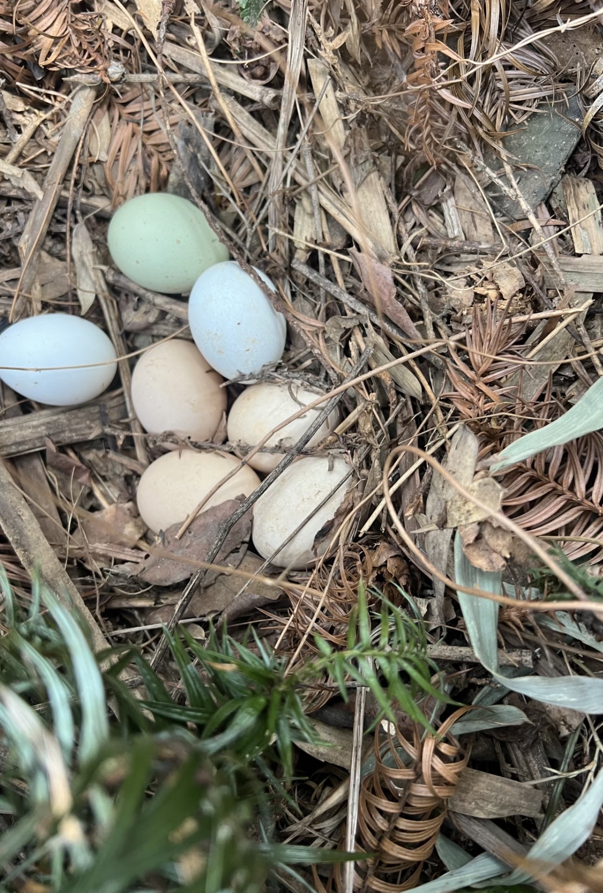 【钟支书专属】湖南农家自产自销正宗散养土鸡蛋