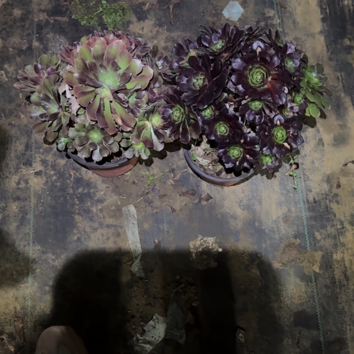 一单包邮不包侧枝9