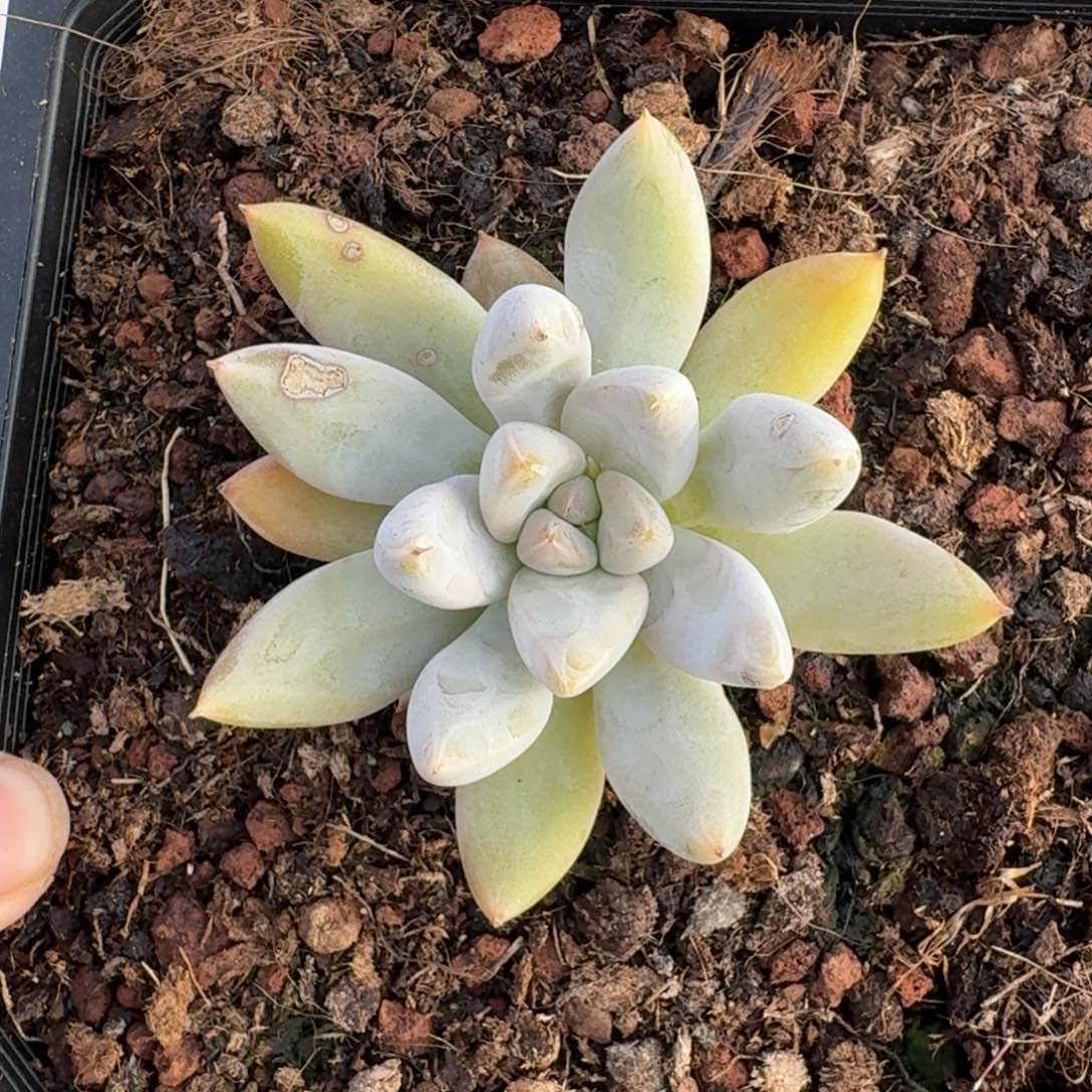 杜里万 优选 一物一拍