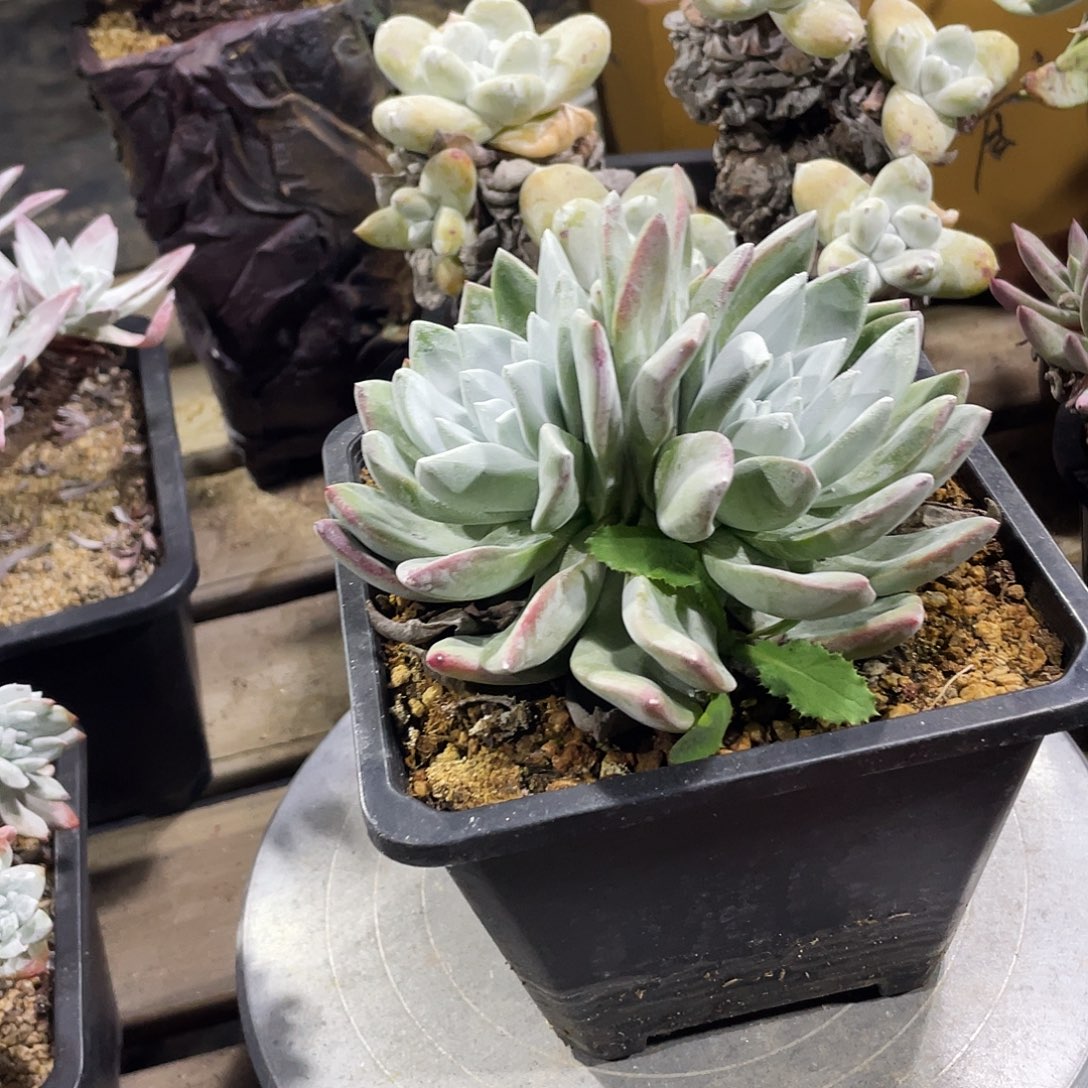 大花朵玫瑰叶苹果叶仙女杯