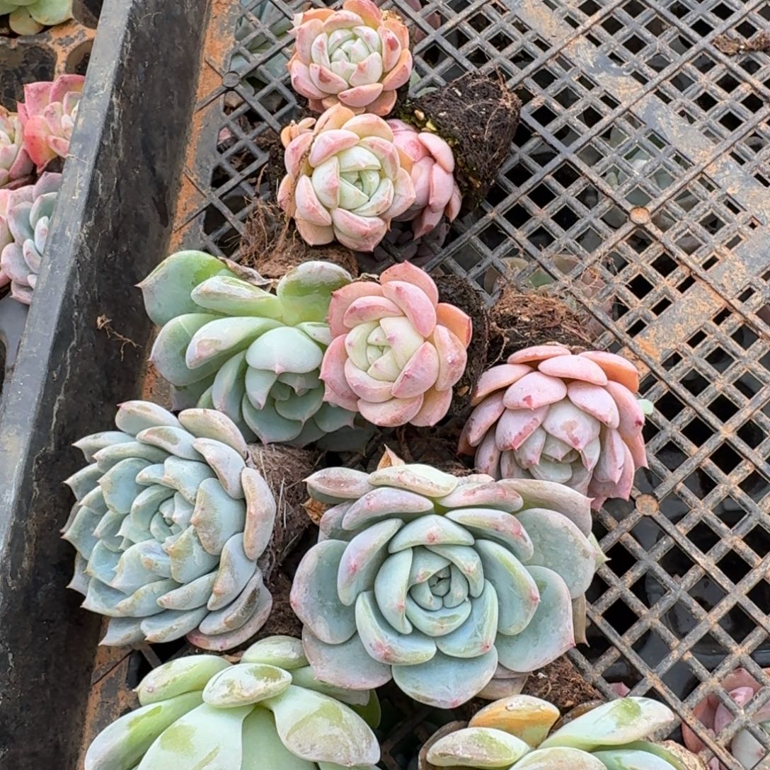 18-45宽叶糖心绿菜五颗带颜色五颗量拍侧门右五