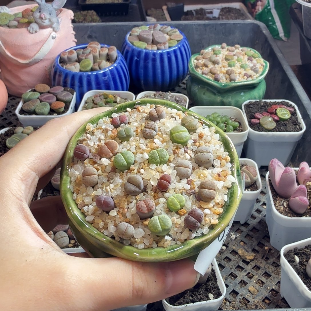 郁***香多肉植物和植物的生长557