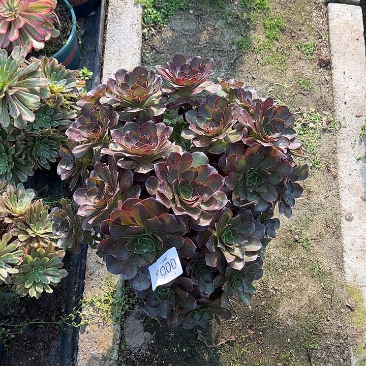 0006魅金玫瑰多肉植物