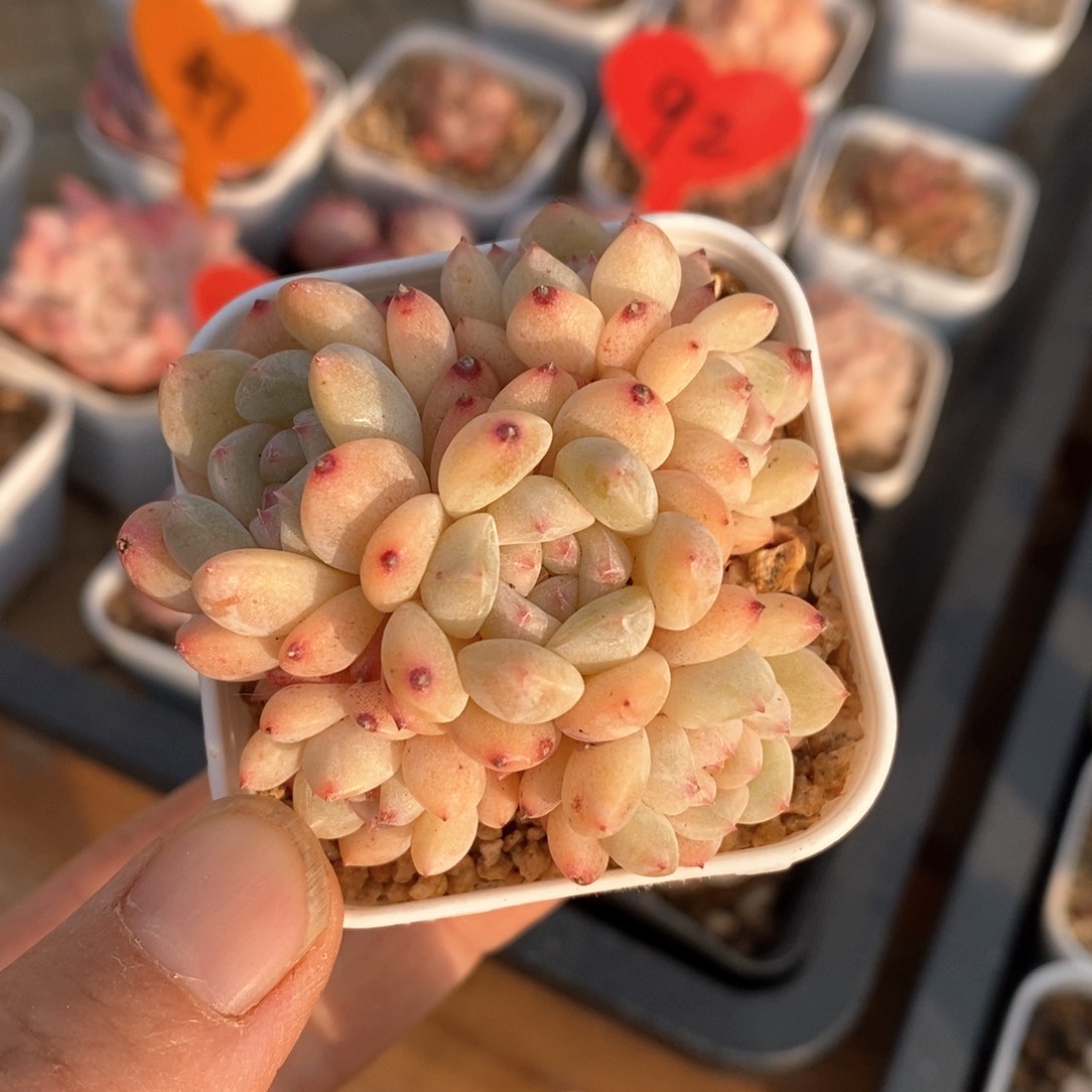 精品多肉一物一拍不包整7