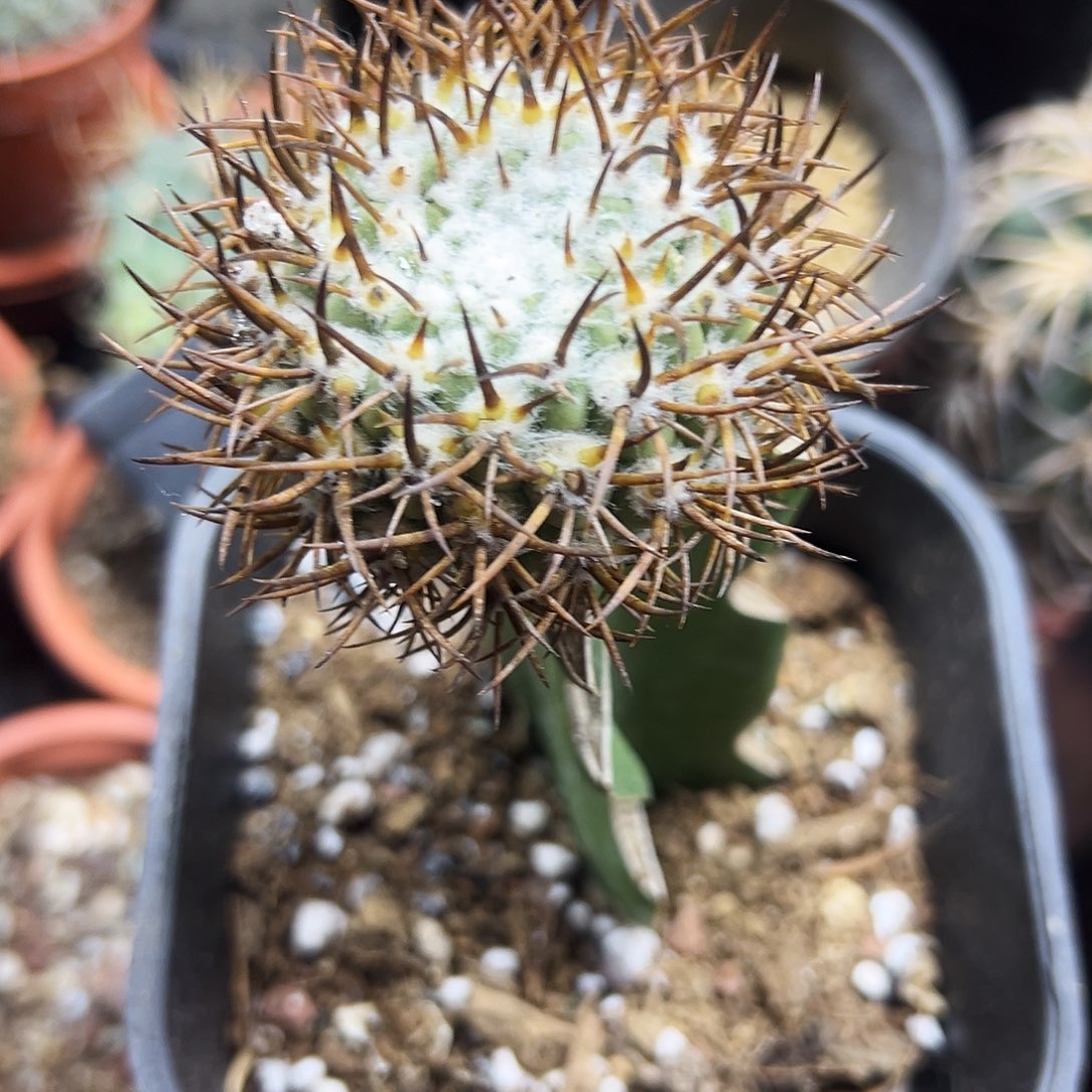 彗星殿仙人球11111111