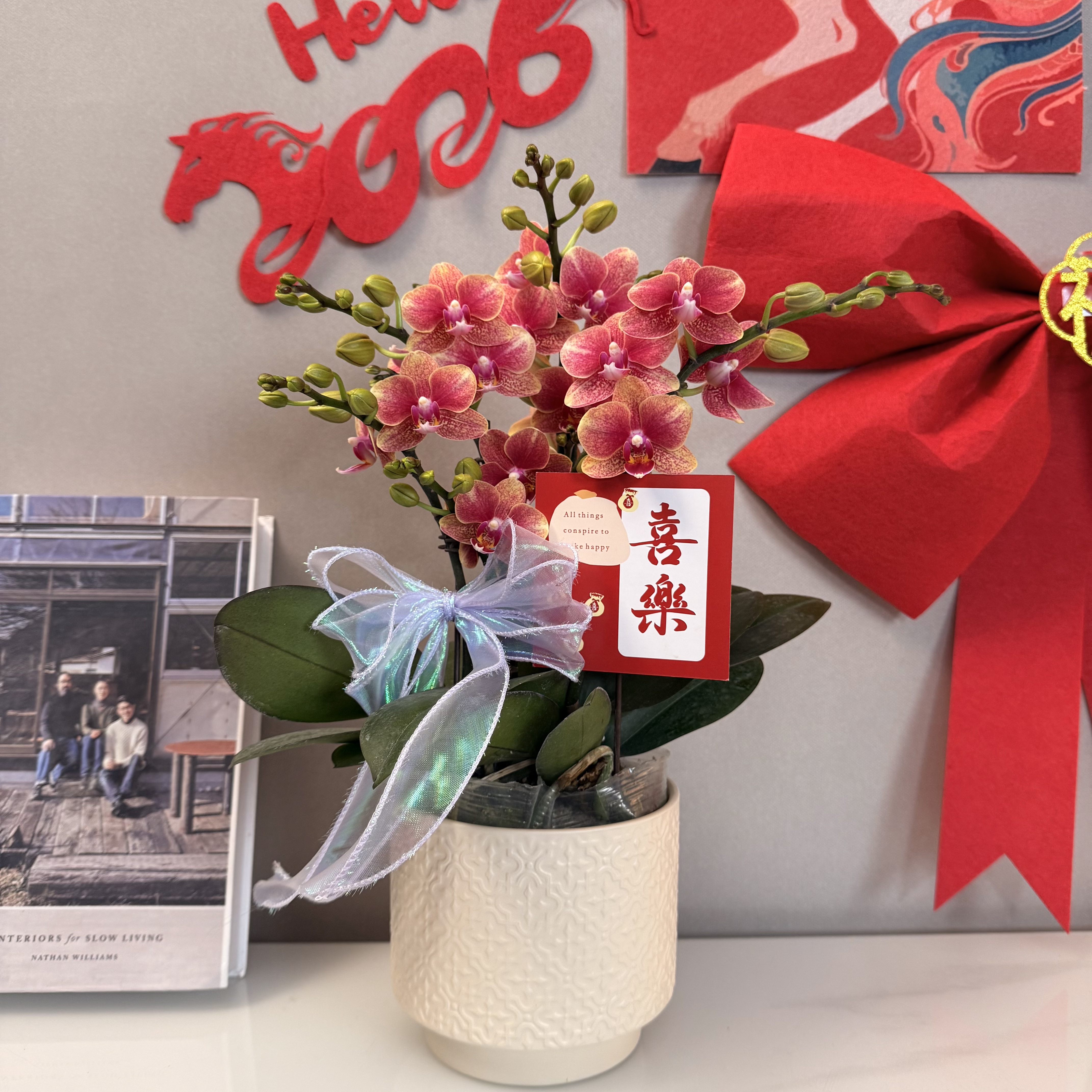 蝴蝶兰【金蝶】年宵花爆款烟火色丰花 绿植盆栽 室内摆放 基地直发