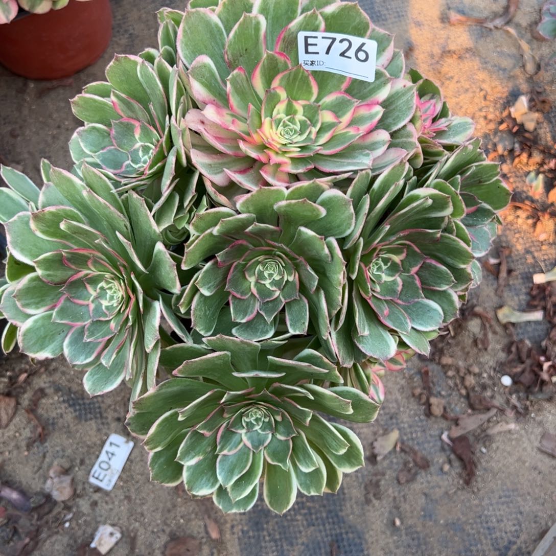 726孔雀翎多肉植物法师多肉