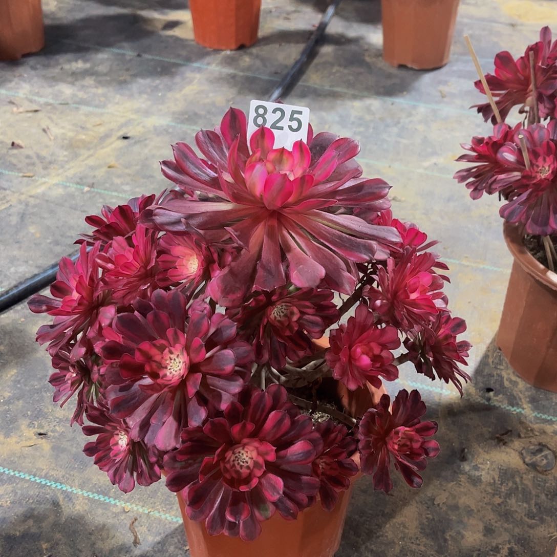 橙**奶多肉植物一物一拍825