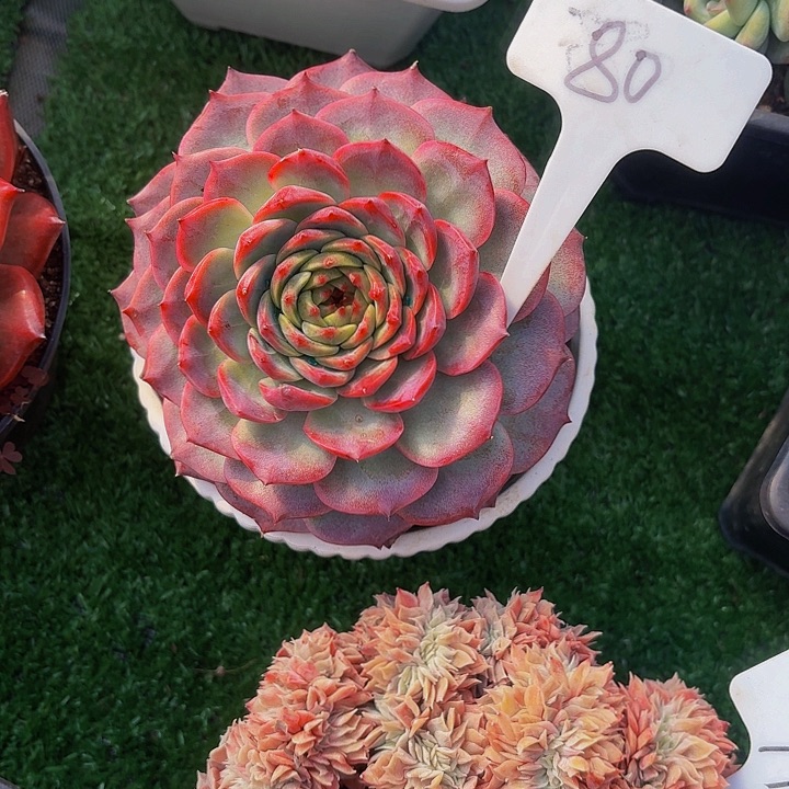 家***美丽娟花卉溏心新品