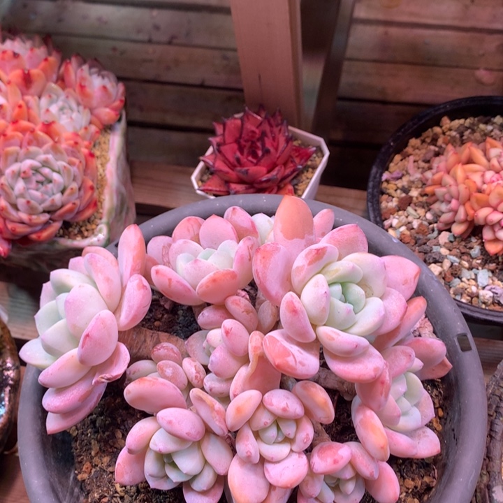 圆叶冷香多肉植物z z z