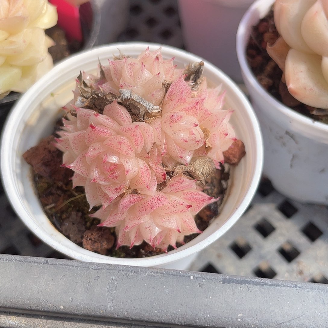 优选麦秆福利8865