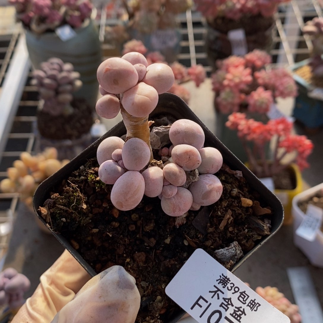 橙奶077/3c m多肉