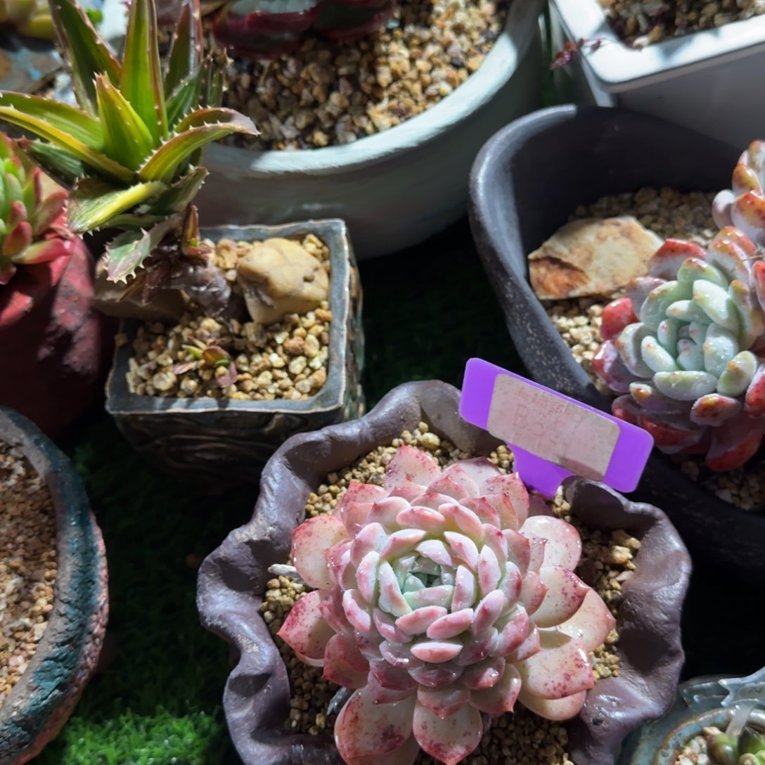 (***寻多肉植物鹌鹑的老庄单头哇