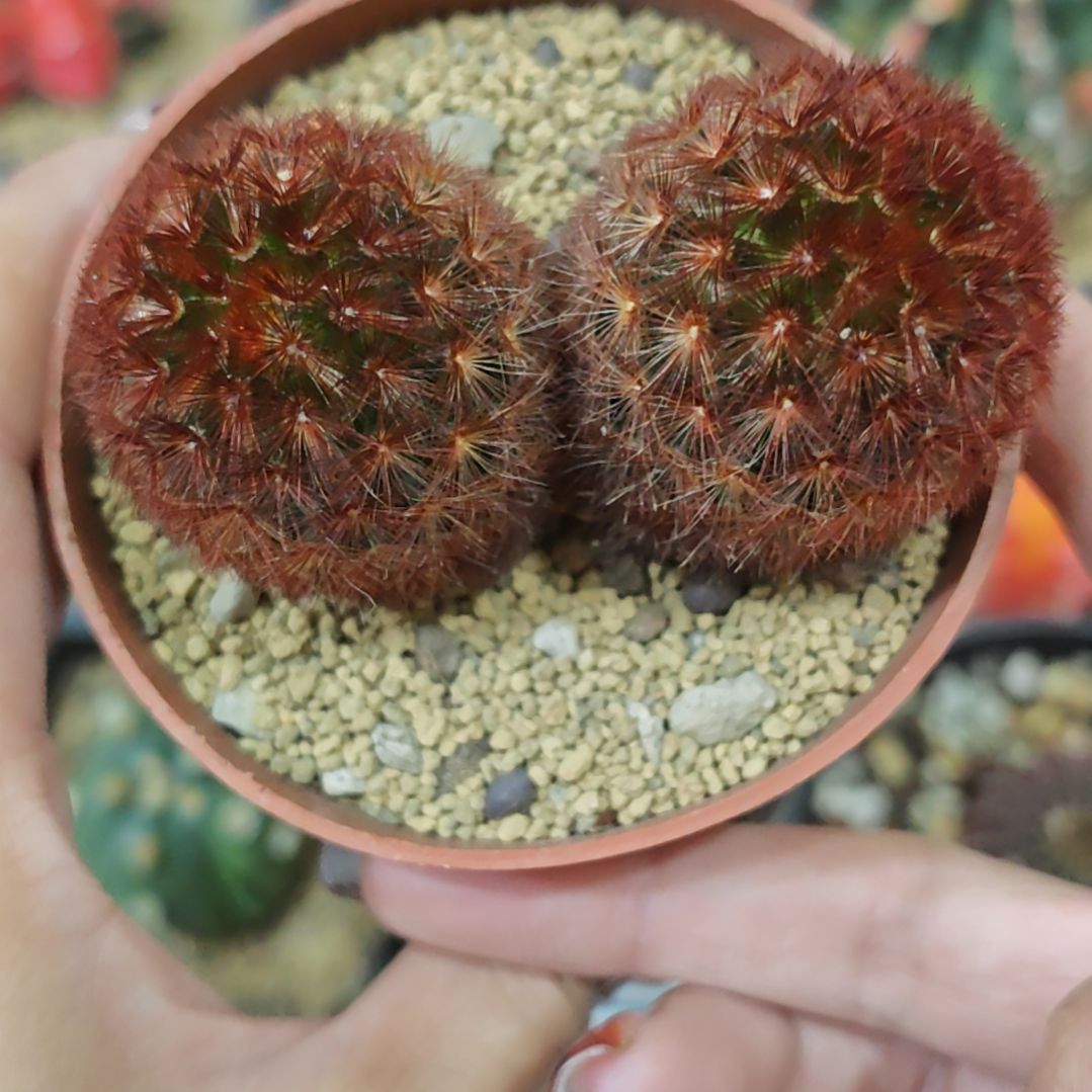 实生根双头红刺嘉文丸