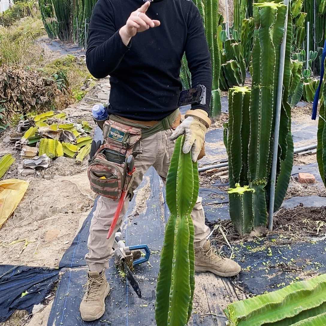 胖苹果高度80厘米以上无根