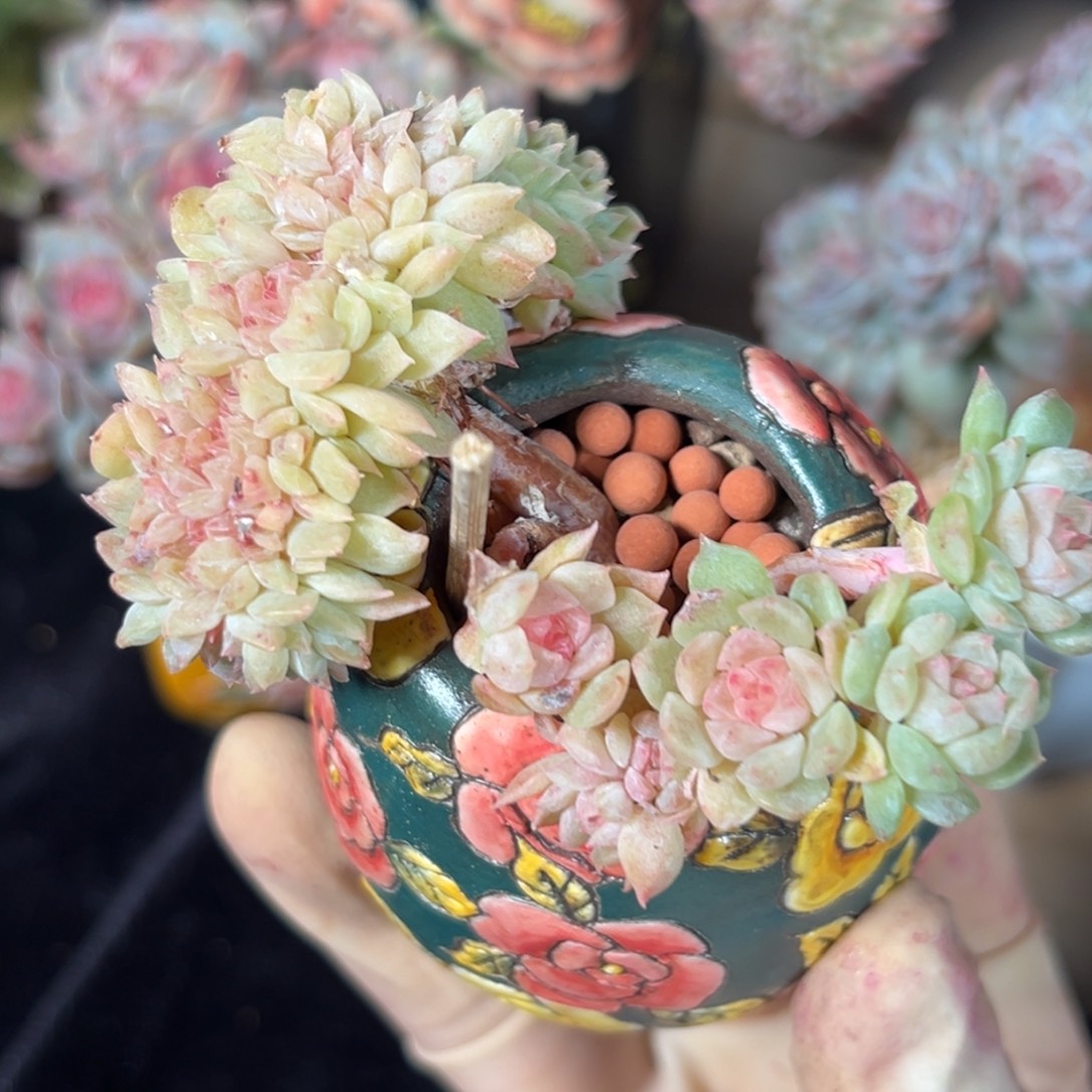 草***们不带盆 新年快乐 新年快乐哟有瑕 新年快乐