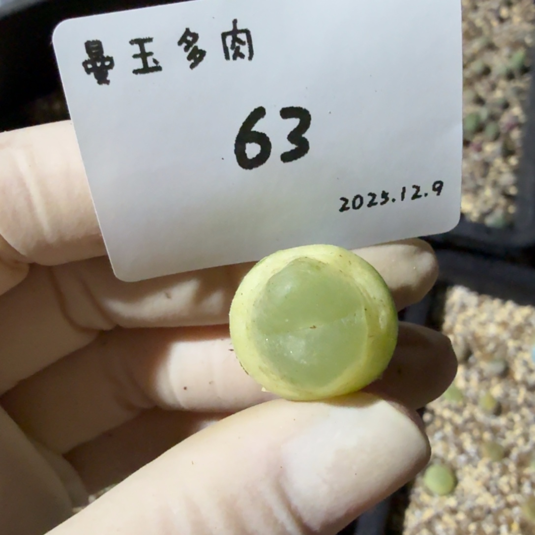 圆***脸多肉多肉多肉12.9-063