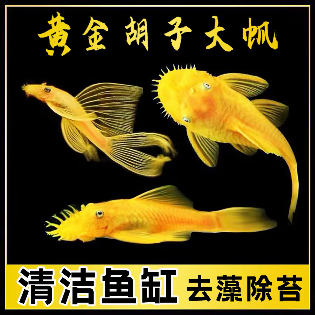 清缸黄金胡子黄金大帆除藻工具鱼